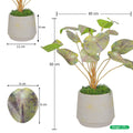 Chinese money plant