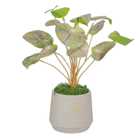 potted Chinese money leaves