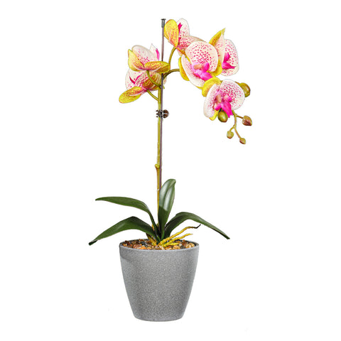 Potted phalaenopsis decor piece