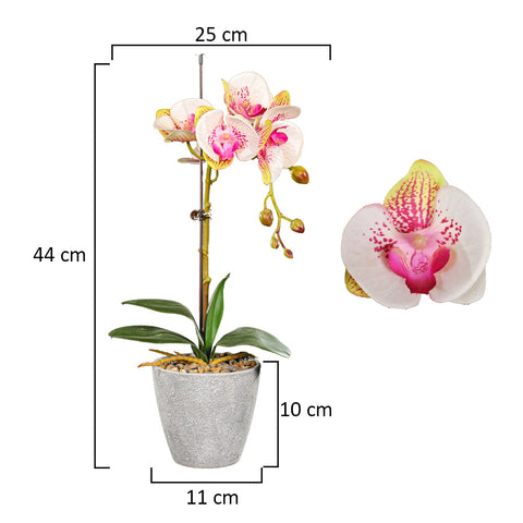 Phalaenopsis orchid