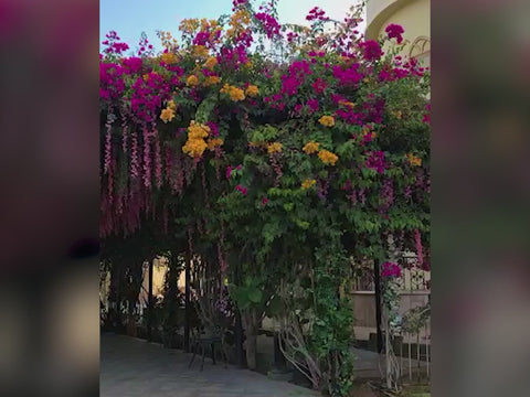 Outdoor flower decor