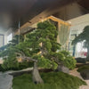 bonsai tree with moss wall decoration