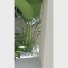 banana plant arrangement for decoration