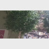 artificial olive tree pair