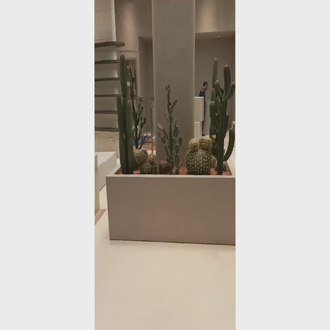 decorative cactus setup