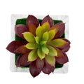 Faux Succulent Plant 