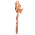 Bunny Tail Dried Flowers for Arrangements