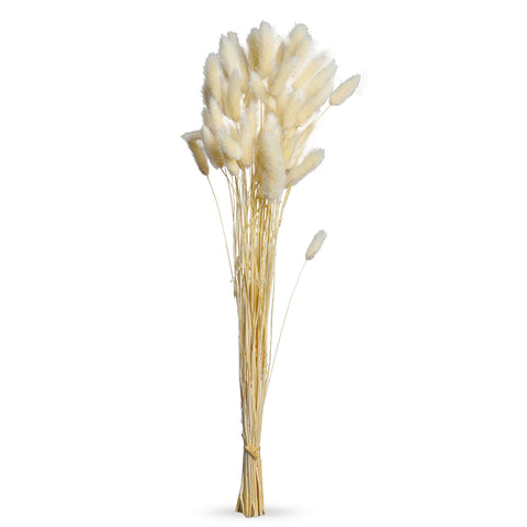 Dried Bunny Tail Grass