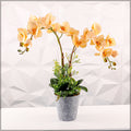 Potted orchid in yellow