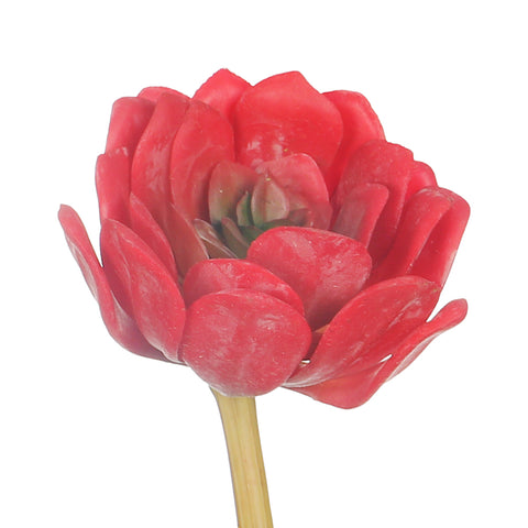 Artificial echeveria peacockii