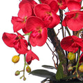 Orchid flowers red