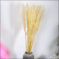 fluffy dried pampas grass