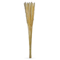 white dried pampas grass