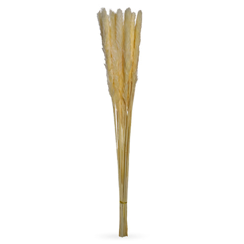 white dried pampas grass