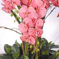 Orchid display