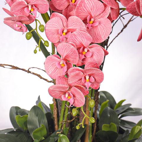 Orchid display