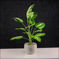 Round Cement Vases for Stylish Interior Decor