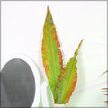 Rubberized Strelitzia leaf for styling