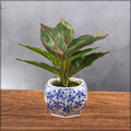 Blue and White Ceramic Vase