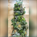 succulent plant arrangement