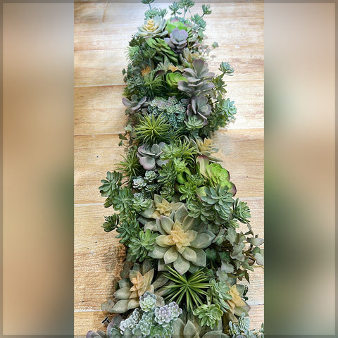 succulent plant arrangement