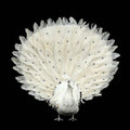 Peacock garden statue