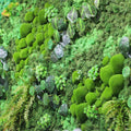 moss wall hanging for home