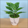 Stylish round plastic flower pot