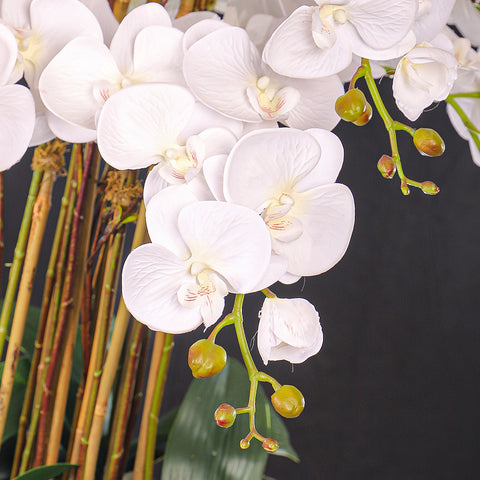 White orchid arrangement