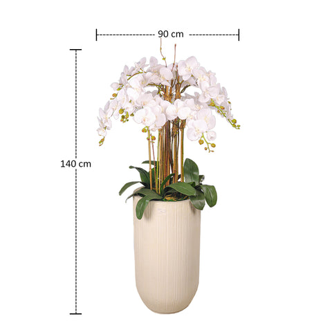 Orchid display