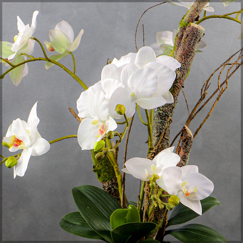 White orchid decor