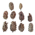 Christmas pine cones