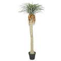 Potted yucca tree