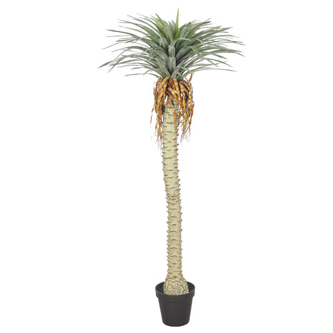 Potted yucca tree