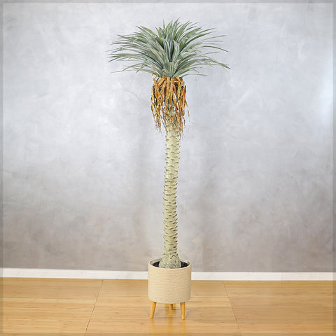 Faux yucca tree