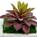 Decorative Succulent with Ceramic Pot