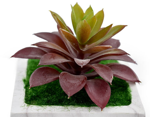Decorative Succulent with Ceramic Pot