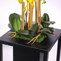 Orchid display