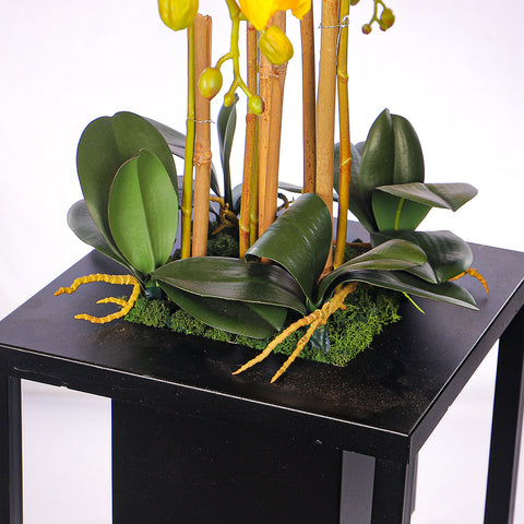 Orchid display