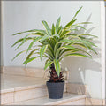 Decorative yucca pallida for stylish interiors